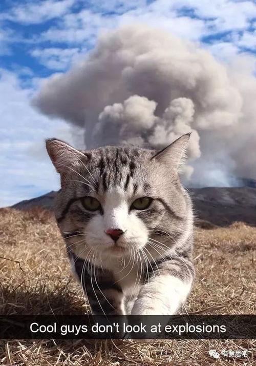 娱乐吃瓜猫捉鸟小说