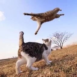 娱乐吃瓜猫捉鸟小说