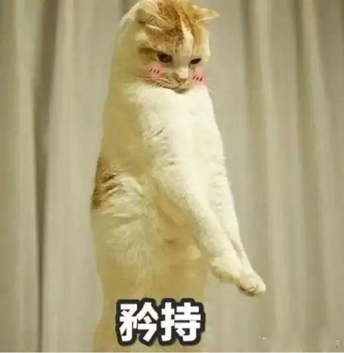 吃瓜表情包猫咪,猫咪版表情包大揭秘